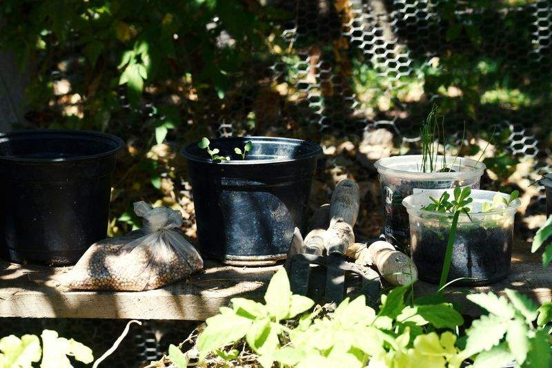 Forårsklargøring af bede: sådan får du en flot blomstringssæson